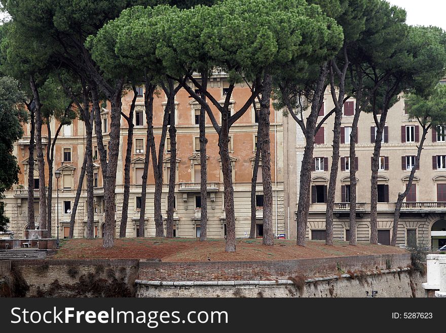 Trees In Rome, Italy