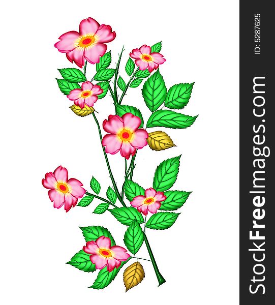 Pink flowers and green leaves in isolate background