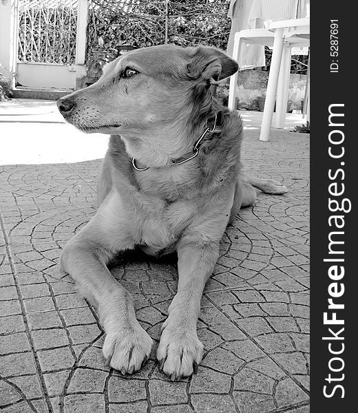 Domestic dog laid down on the backyard looking left.