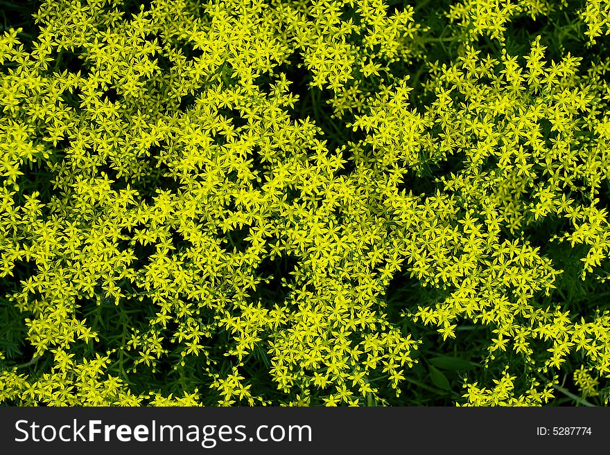 A small yellow flowers pattern, flower bed, background.