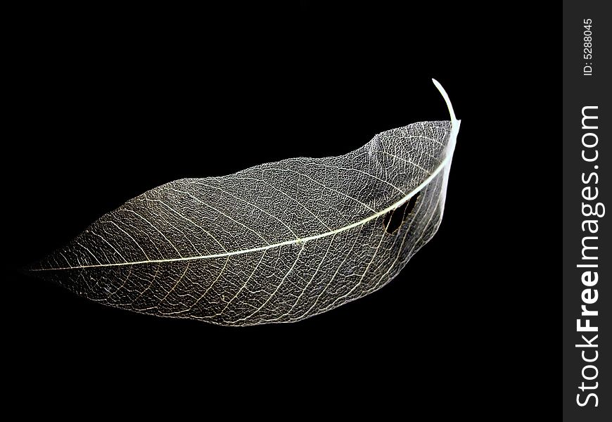 Clear view of the leaf nerves, isolated on a black background. Clear view of the leaf nerves, isolated on a black background.