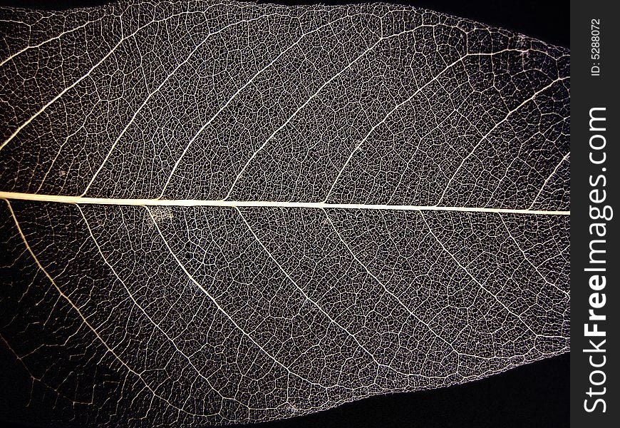 Clear view of the leaf nerves, isolated on a black background.