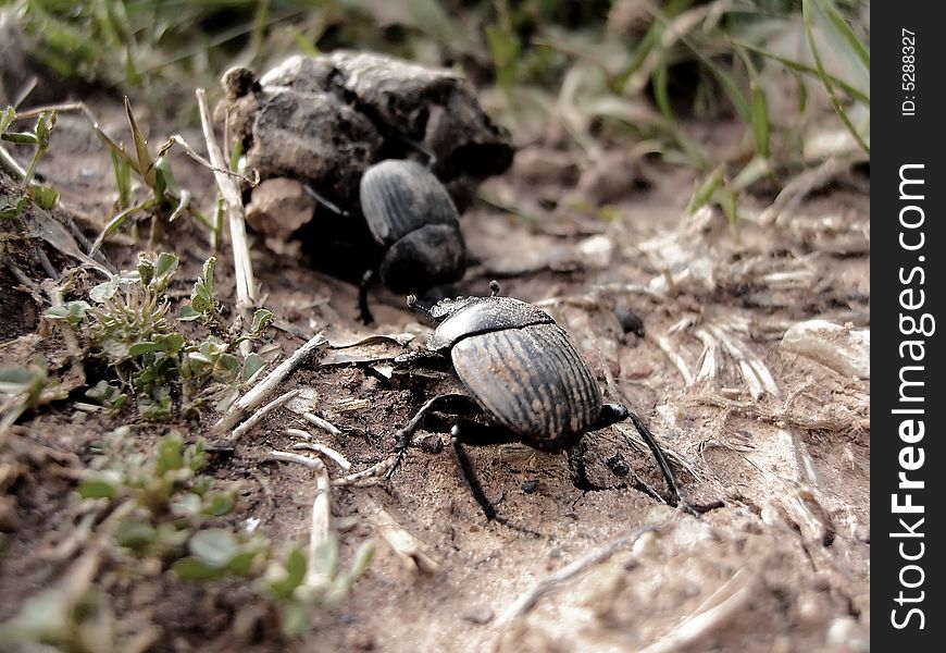 Two beetles on the field, working on gathering their stuff. Two beetles on the field, working on gathering their stuff.