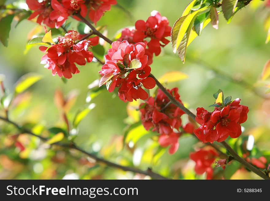 Bush with red flower in the garden. Bush with red flower in the garden