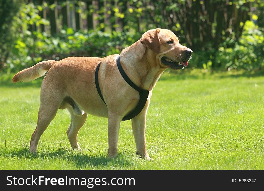 Happy labrador retriever standing in the garden