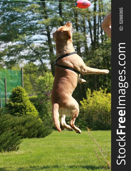 Labrador retriever in the garden