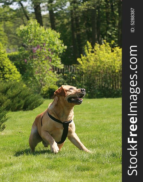 Labrador retriever in the garden