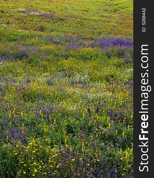 Full background fill of flowers on the field. Full background fill of flowers on the field.