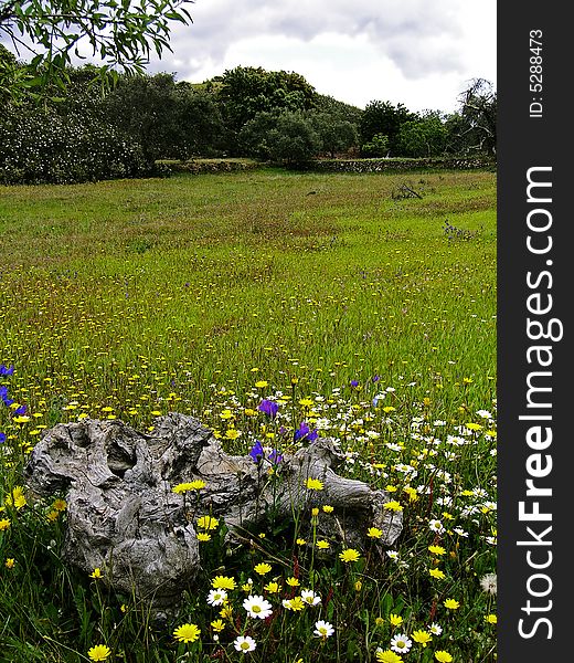 Countryside view of the interior of Algarve, Portugal, with an dried fig tree log on the lower side of photo.