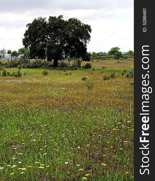 Countryside view of the Algarve region on Portugal, including the grassy flower vegetation and the Quercus Suber tree.