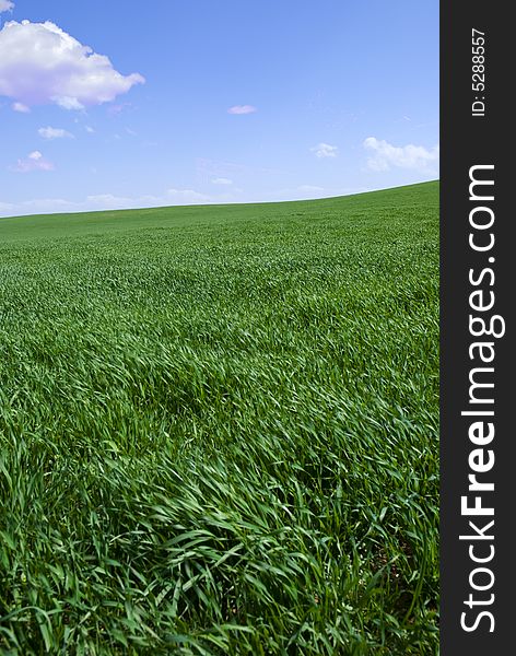 Green fields, the blue sky and white clouds