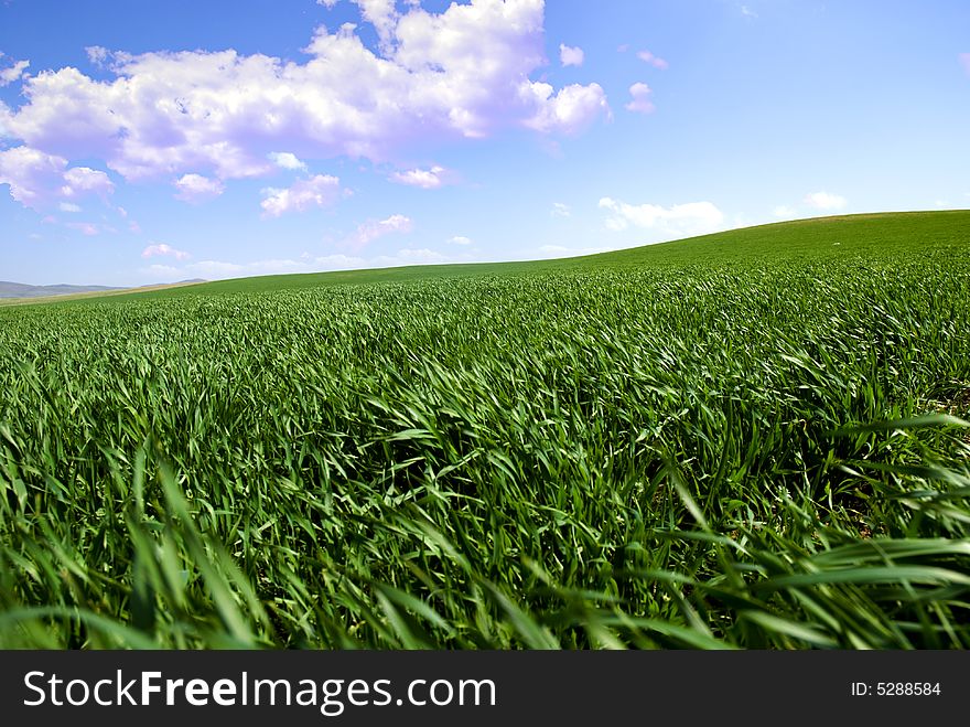 Green fields, the blue sky and white clouds. Green fields, the blue sky and white clouds