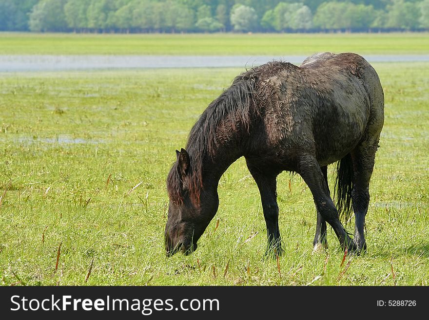 Wild horse on meadow eating