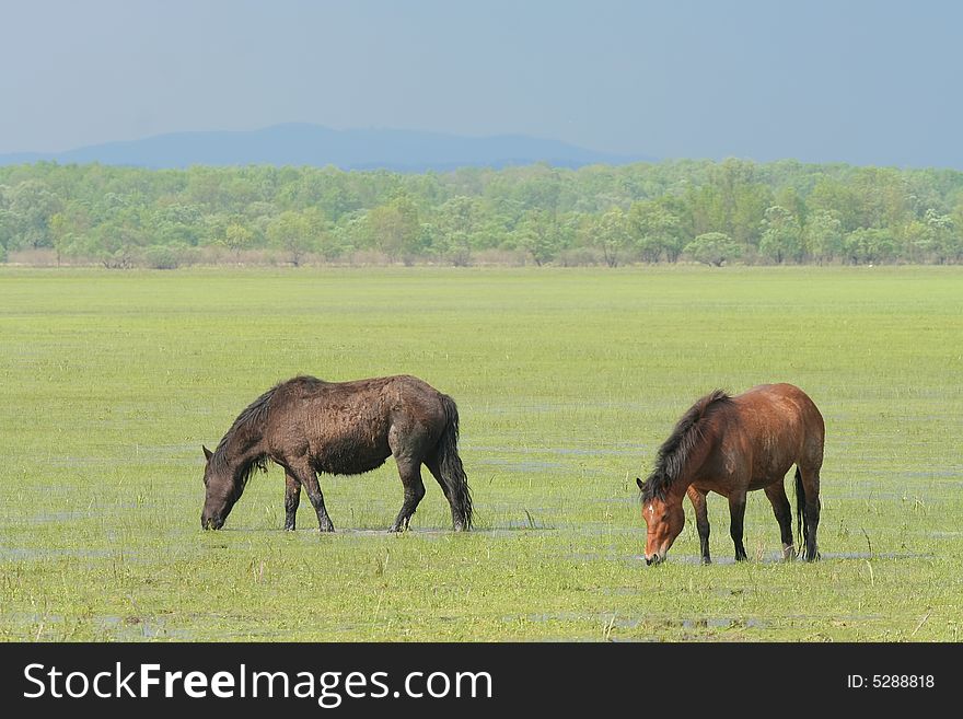 Wild horses on meadow eating