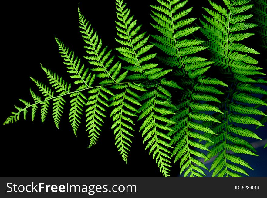 The verdure fern leaves