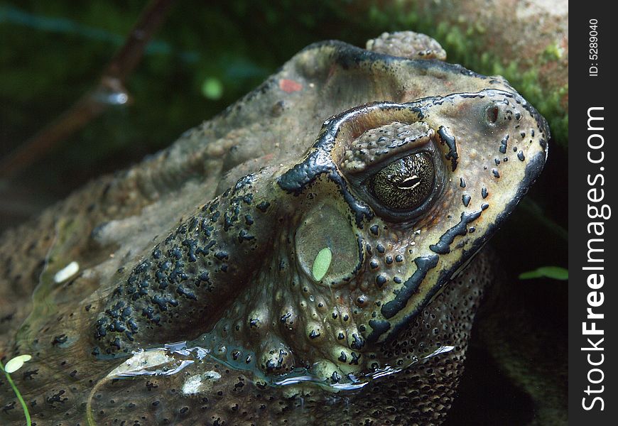 Texture of frog head in water