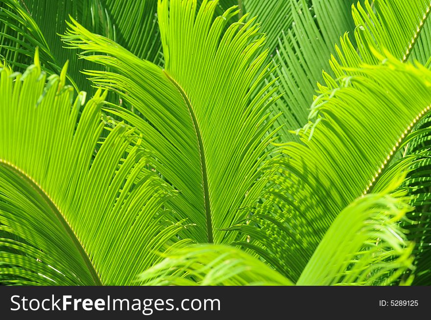 The the verdure feather like new leaves of the cycad tree. The the verdure feather like new leaves of the cycad tree.