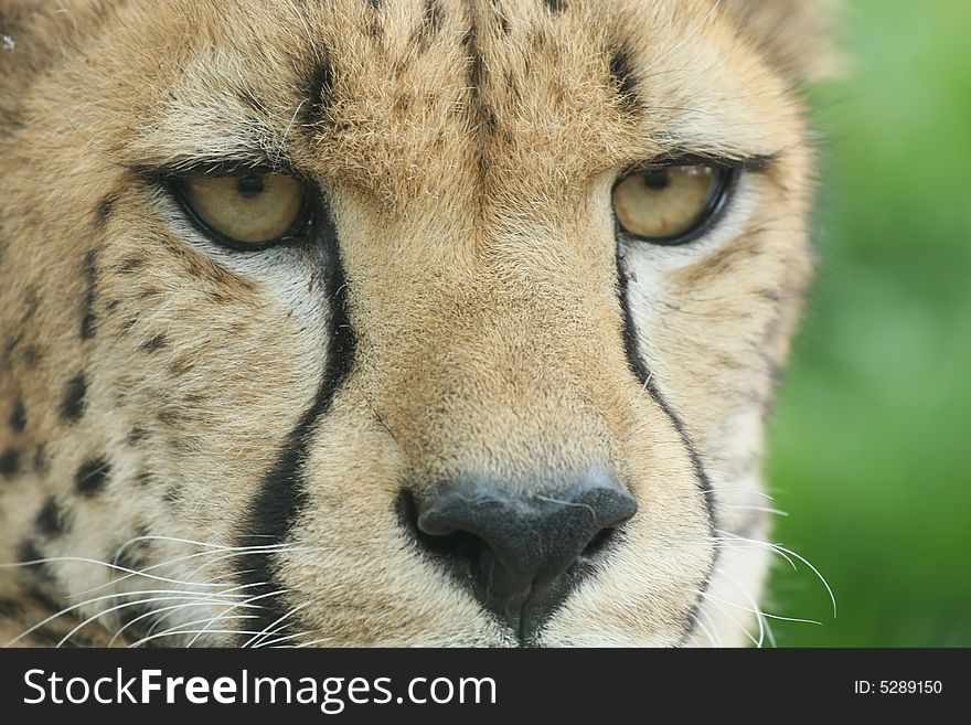 Close up portrait of cheetah