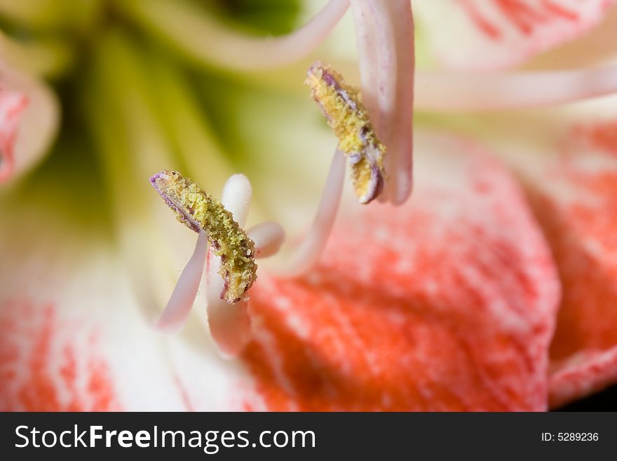 Close up of amaryllis flower