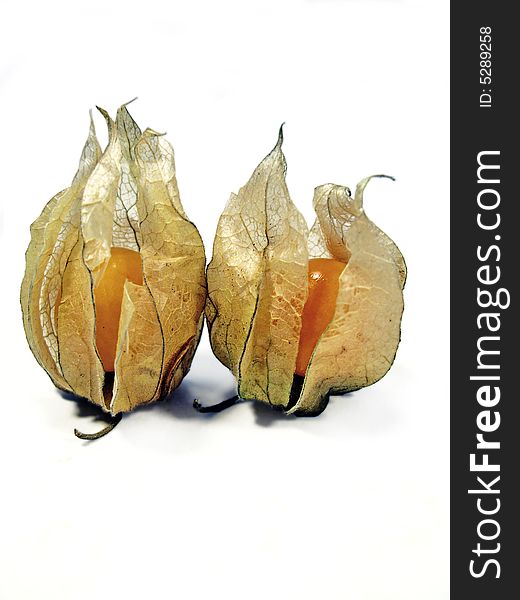 Two Physalis