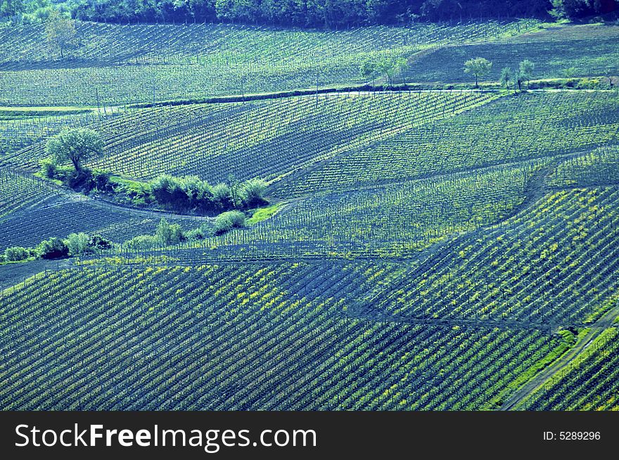 Vineyards in the Tuscany region of Italy. Vineyards in the Tuscany region of Italy.