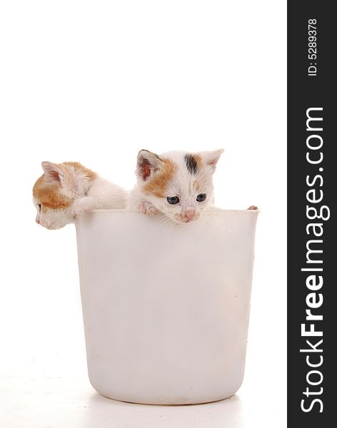 Two kittens spying isolated by white