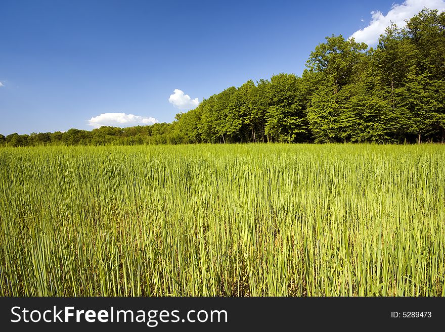 Young green grass with forest and blue sky in the background. Young green grass with forest and blue sky in the background