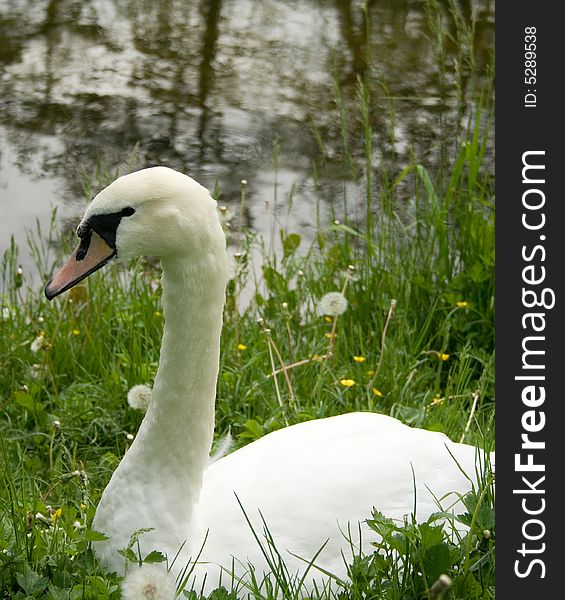 White swan on the grass