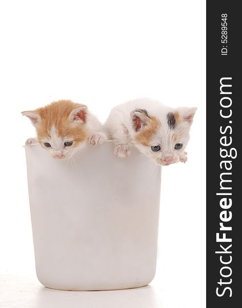 Two kittens spying isolated by white