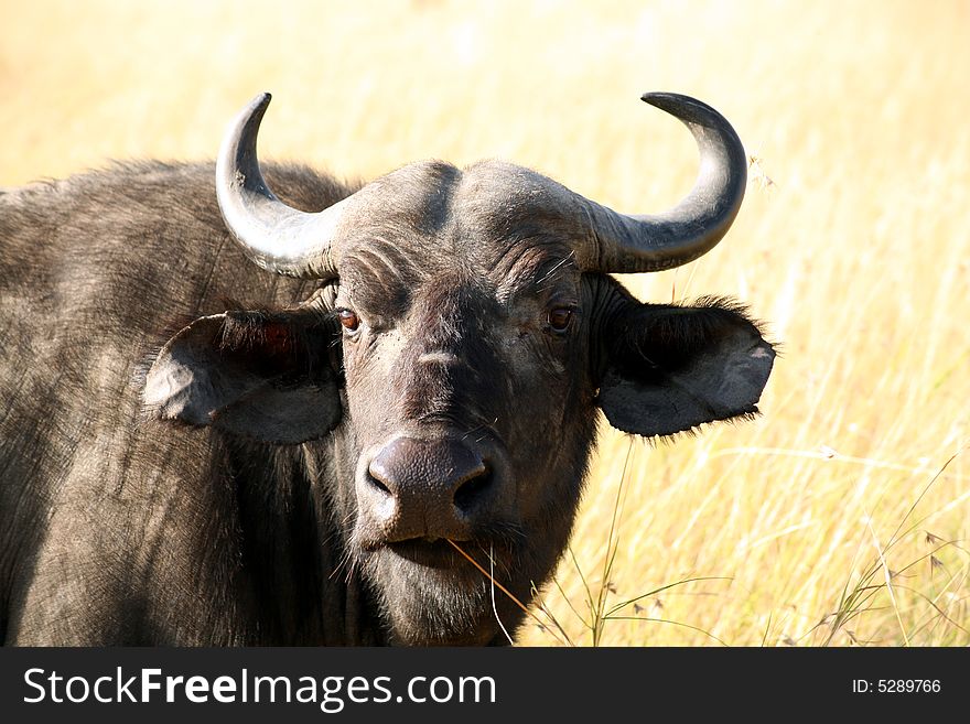 Buffalo in the Masai Mara Reserve (Kenya). Buffalo in the Masai Mara Reserve (Kenya)