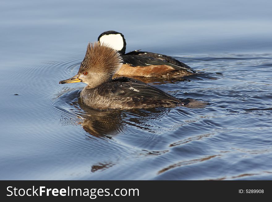 Hooded Mergasner swimming in lake in Central Park, New York City. Hooded Mergasner swimming in lake in Central Park, New York City