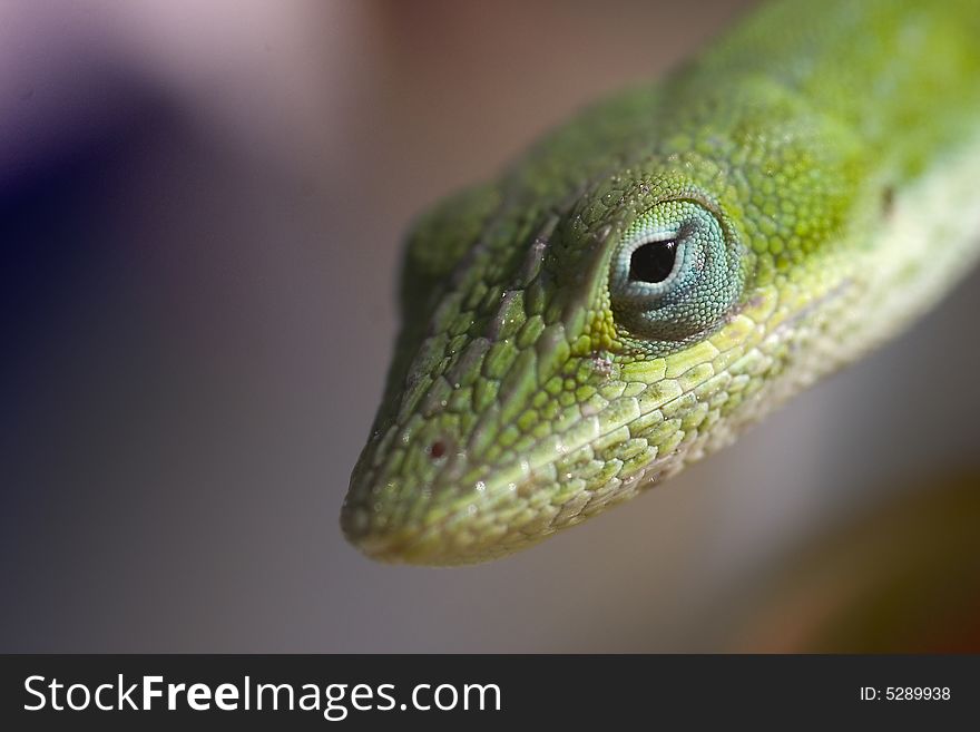 A close up look at a small gecko. A close up look at a small gecko