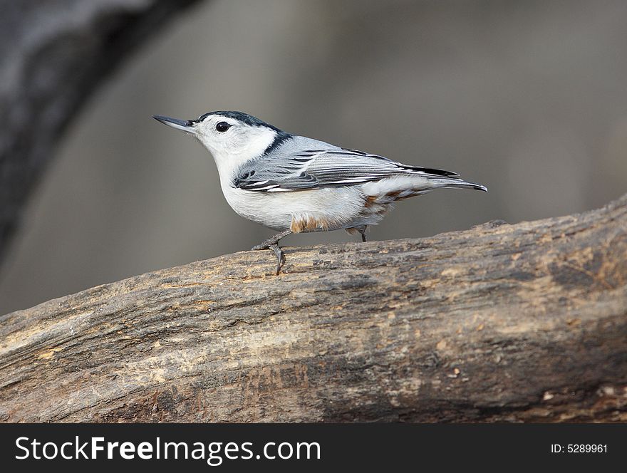 White-breasted nuthatch perched on a branch feeding in Central Park, New York City