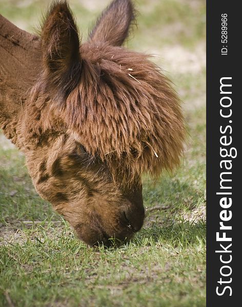 Alpaca captured close-up while eating in a field.