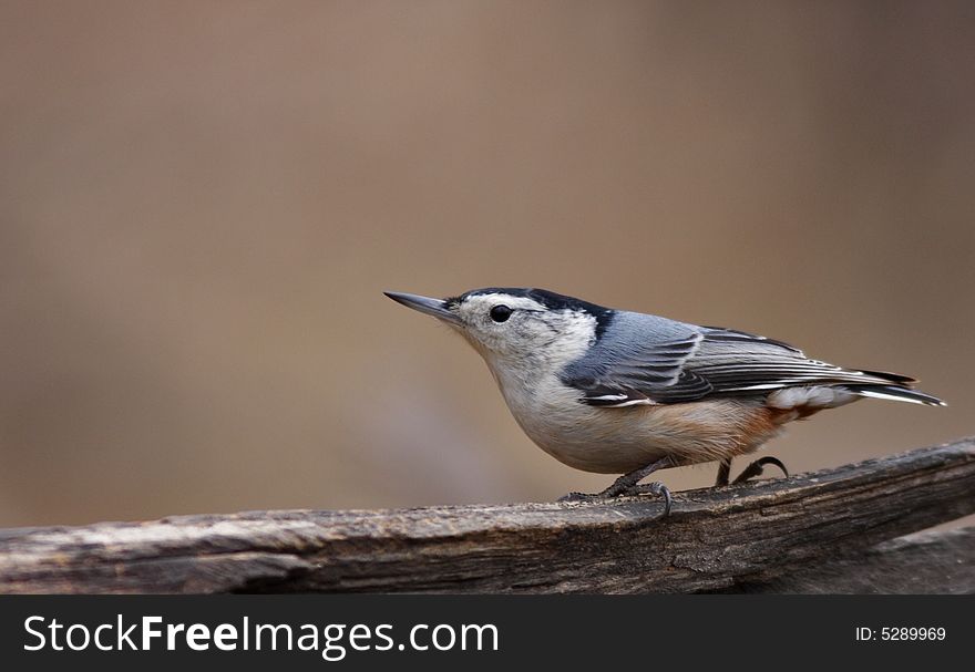 White-breasted nuthatch feeding on branch in Central Park, New York City