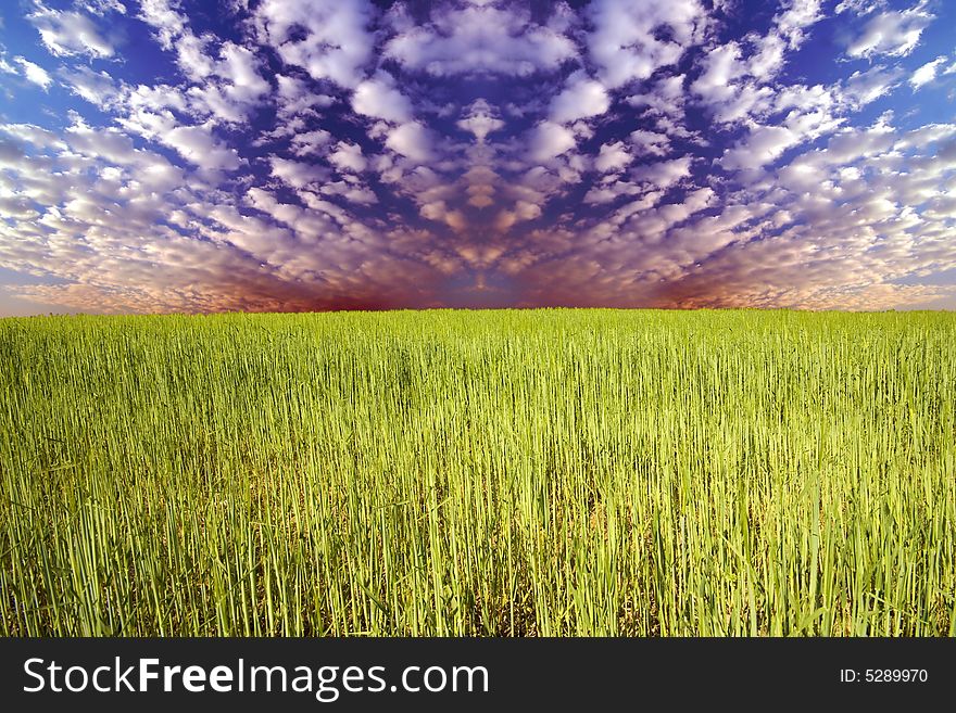 Young green grass with blue sky in the background. Young green grass with blue sky in the background