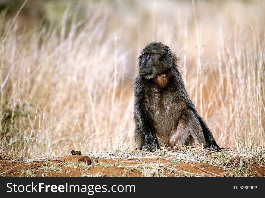 Baboon sitting in the grass in the Kruger National Park (South Africa). Baboon sitting in the grass in the Kruger National Park (South Africa)