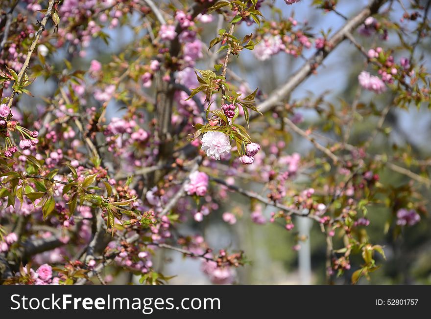 Japanese cherry blossoms coated on its branches. Japanese cherry blossoms coated on its branches