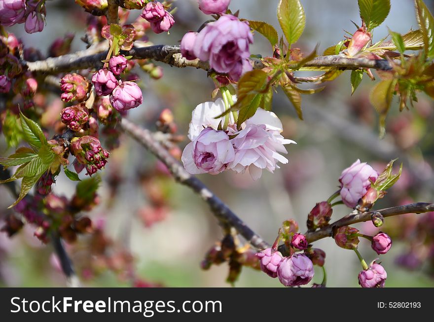 Japanese cherry blossoms coated on its branches. Japanese cherry blossoms coated on its branches