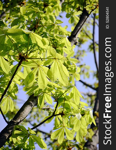 Linden tree with its green leaves in spring