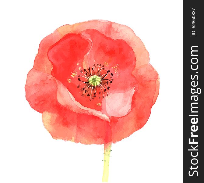 Watercolor illustration of red poppy isolated on white. Watercolor illustration of red poppy isolated on white