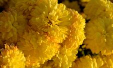 Yellow Mums In The Golden Light Of Sunset Stock Photo Yellow Mums In The Golden Light Of Sunset Stock Photo