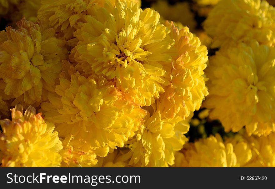 Close-up of many yellow mums in the golden light of sunset.