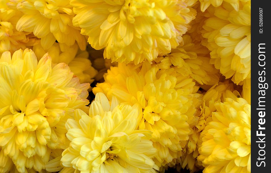 Close-up of many yellow mums (chrysanthemums). Close-up of many yellow mums (chrysanthemums).