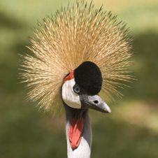 Grey Crowned Crane Stock Photo Grey Crowned Crane Stock Photo