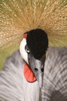 Grey Crowned Crane Stock Photos Grey Crowned Crane Stock Photos