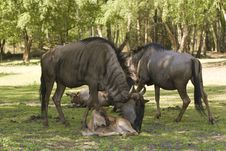 Blue Wildebeest (Connochaetes Taurinus) Royalty Free Stock Photography