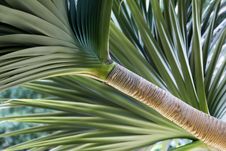 Aloe Vera Plant Royalty Free Stock Photography Aloe Vera Plant Royalty Free Stock Photography