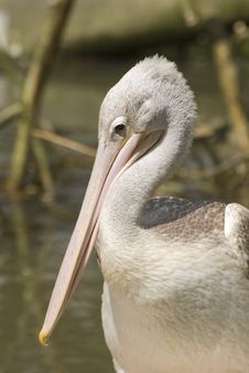 Pink-backed Pelican (Pelecanus Rufescens) Royalty Free Stock Images