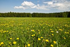 Summer Landscape With Dandelions. Royalty Free Stock Photos Summer Landscape With Dandelions. Royalty Free Stock Photos